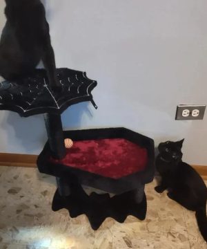 Gothic Kratzbaum Mit Sargbett 038 Plattform Fuer Katzen Red Wood Unisex